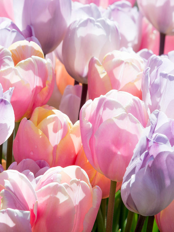 Tulpan Perfect Pastel Kollektion™ | DutchGrown™