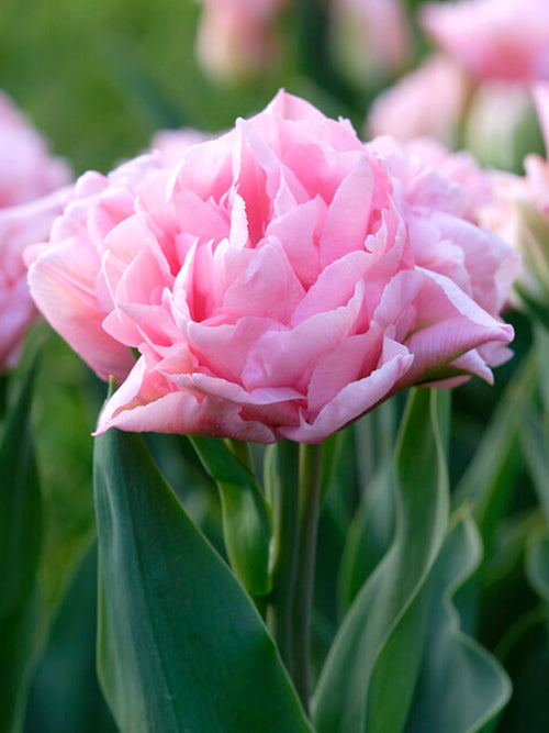 Tulpan Perfect Wedding® | DutchGrown™
