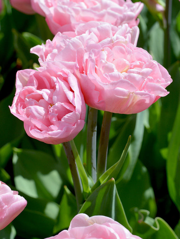 Tulpan Perfect Wedding® | DutchGrown™