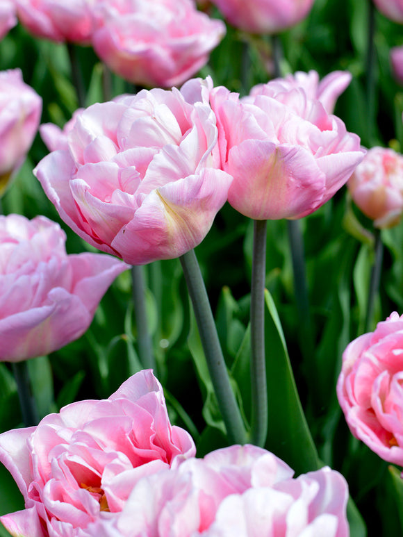 Tulpan Perfect Wedding® | DutchGrown™