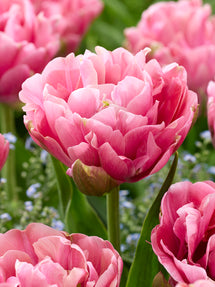 Tulpan Precious Pink