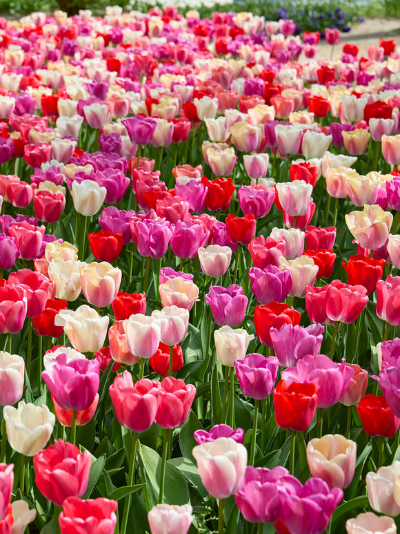 Pride och Joy tulpaner i vårträdgård