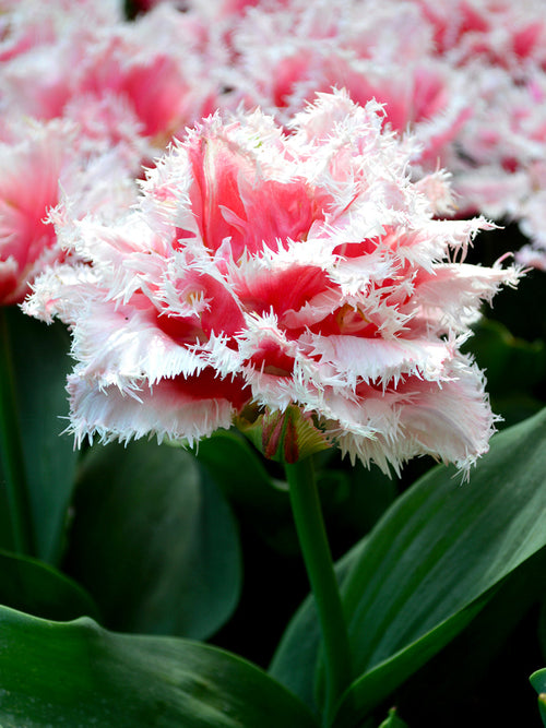 Tulpan Queensland | Blomsterlökar från Holland