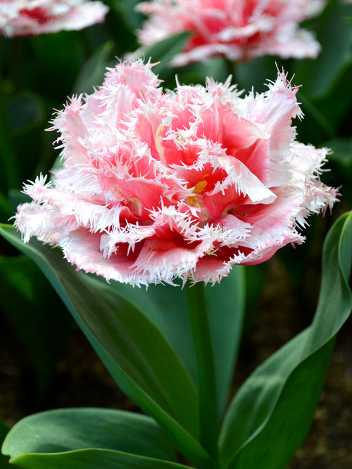 Tulpan Queensland | DutchGrown™ - Blomsterlökar från Holland