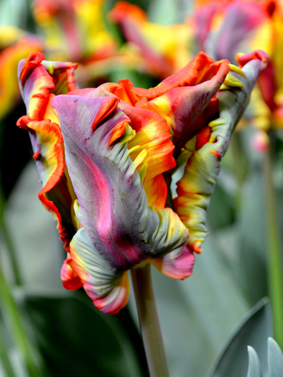 Tulpan Rainbow Parrot | DutchGrown™