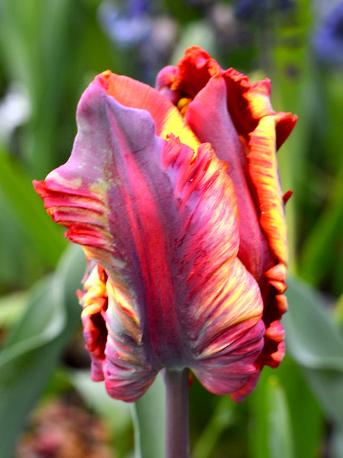 Tulpan Rainbow Parrot från DutchGrown™
