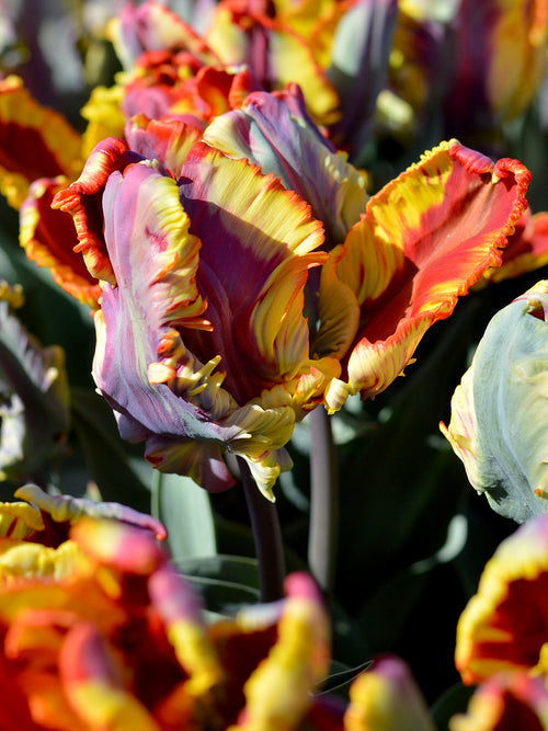 Tulpan Rainbow Parrot | DutchGrown™