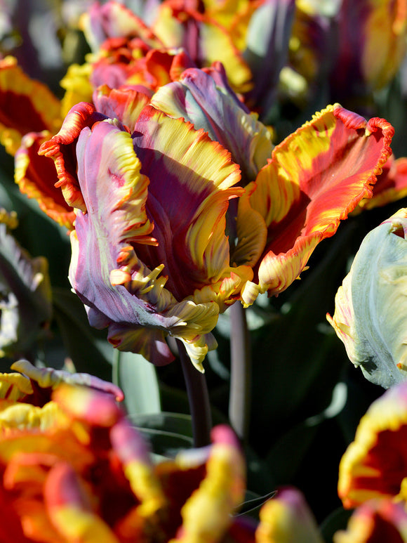 Tulpan Rainbow Parrot | DutchGrown™