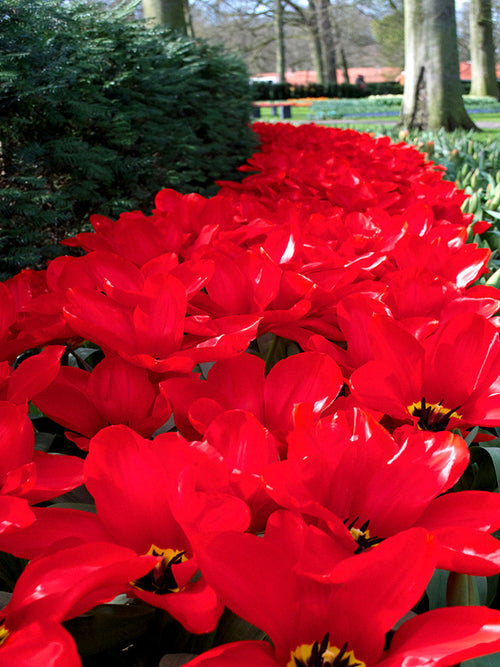 Tulpan Red Emperor | DutchGrown™