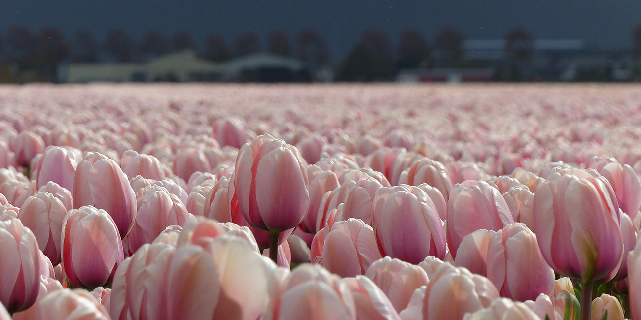 Tradition från 1882 fyra generationer av ren holländsk blomsterlökskvalitet Tradition från 1882 fyra generationer av ren holländsk blomsterlökskvalitet