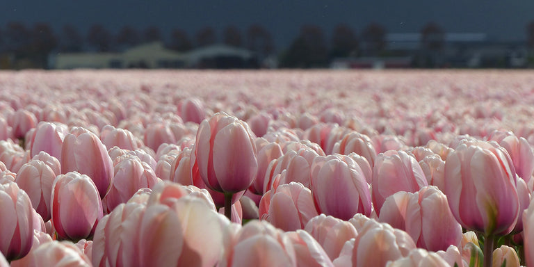 Tradition från 1882 fyra generationer av ren holländsk blomsterlökskvalitet Tradition från 1882 fyra generationer av ren holländsk blomsterlökskvalitet