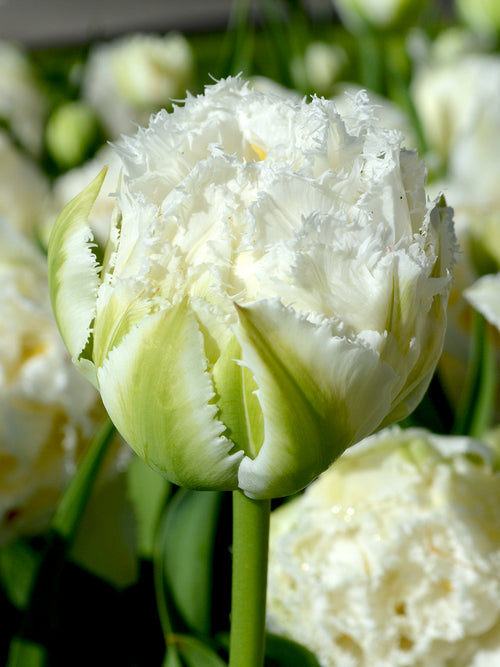 Tulpan Snow Crystal | DutchGrown™