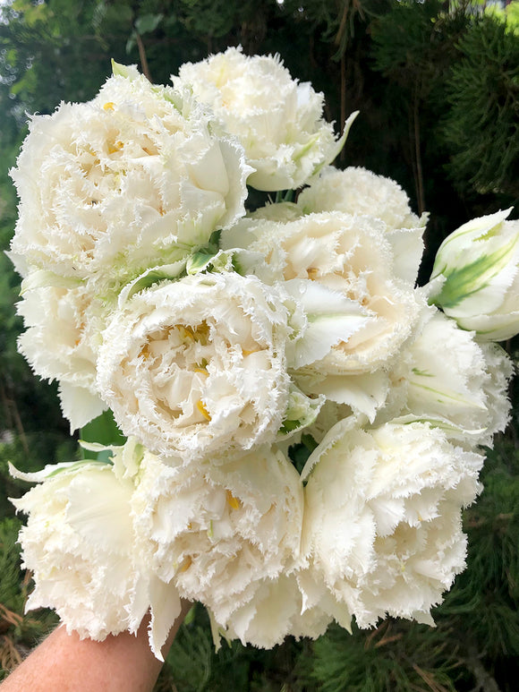 Tulpan Snow Crystal