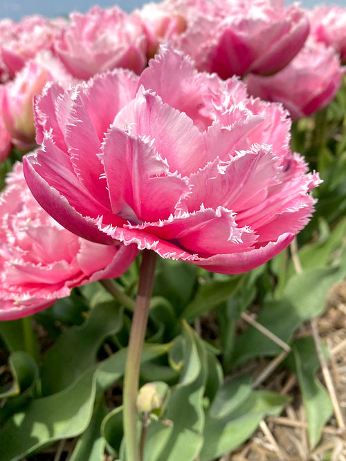 Tulpan Sugar Crystal