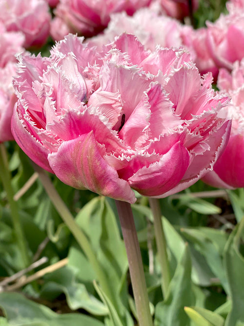 Köp Tulpan Sugar Crystal | Blomsterlökar från DutchGrown™