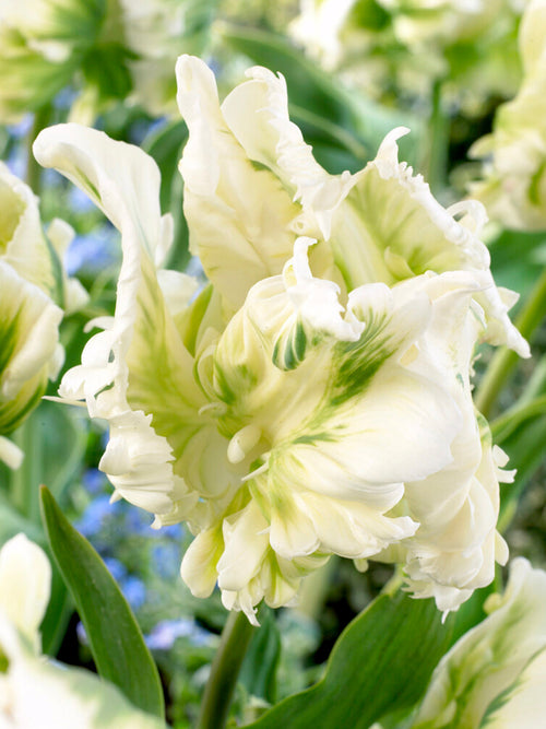 Tulpan White Parrot | DutchGrown™ - Vi levererar överallt inom Sverige