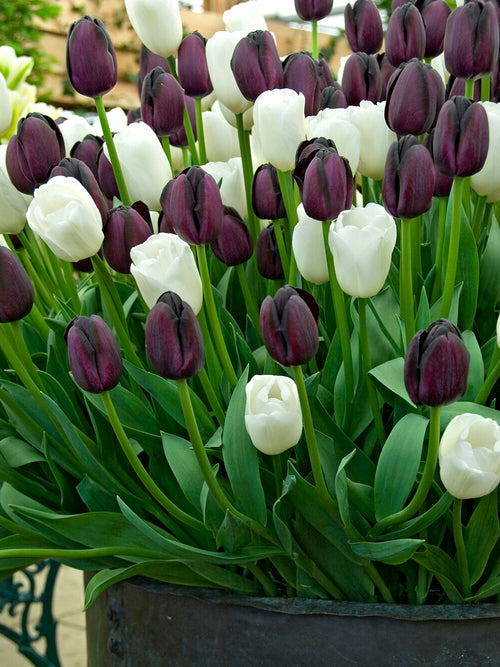 Köp Tulpan Zebra-kollektion | Blomsterlökar från DutchGrown™