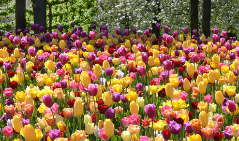 Tulpan Keukenhof