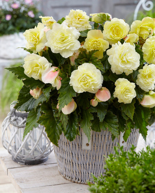 Wummi Creme Begonia - Köp online!