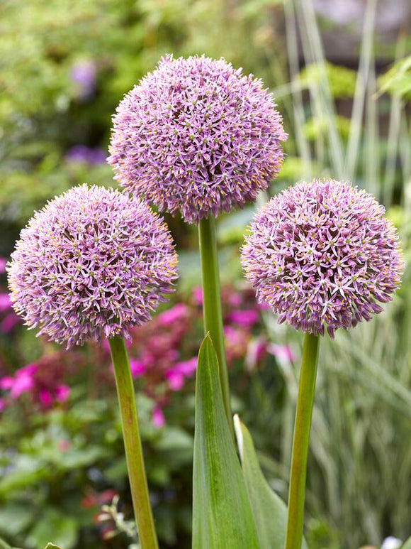 Köp Allium Lucky Balloons från Holland