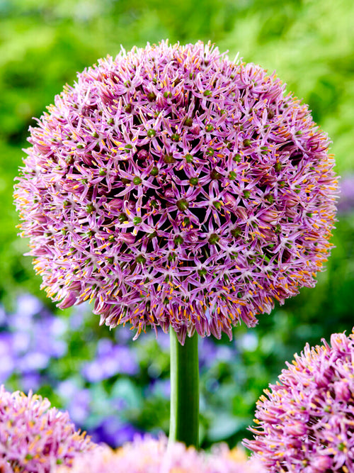 Köp Allium Lucky Balloons från Holland hos DutchGrown™