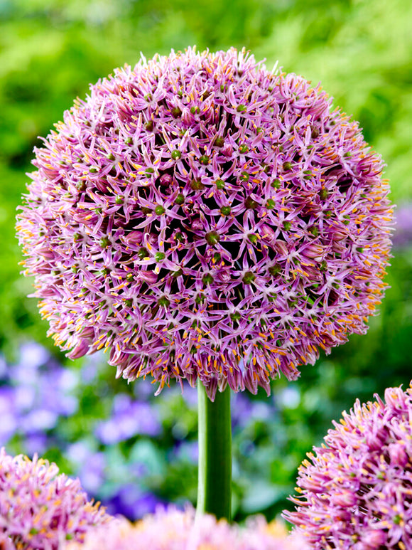 Köp Allium Lucky Balloons från Holland hos DutchGrown™