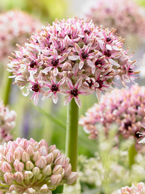 Allium Red Eye - DutchGrown
