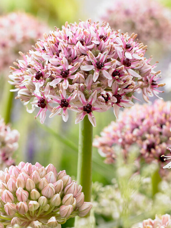 Allium Red Eye - DutchGrown