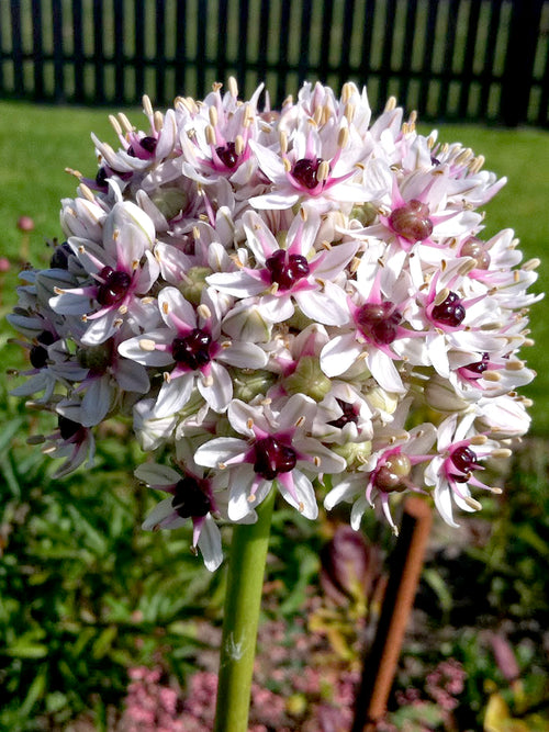 Allium Red Eye - Höstfrakt