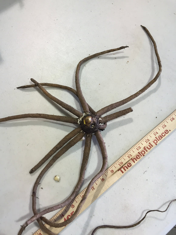 Köp Eremurus Stenophylus Bungei (Gul stäpplilja) från Holland | DutchGrown™