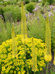 Eremurus Stenophylus Bungei (Gul stäpplilja)