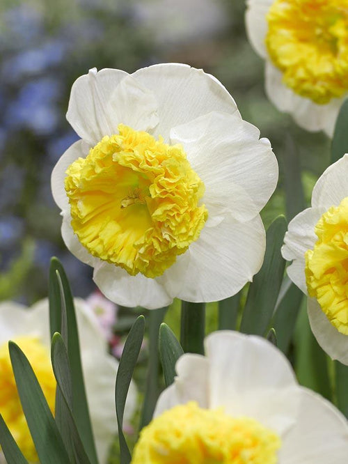 Påsklilja Can Can Girl | Blomsterlökar från DutchGrown™