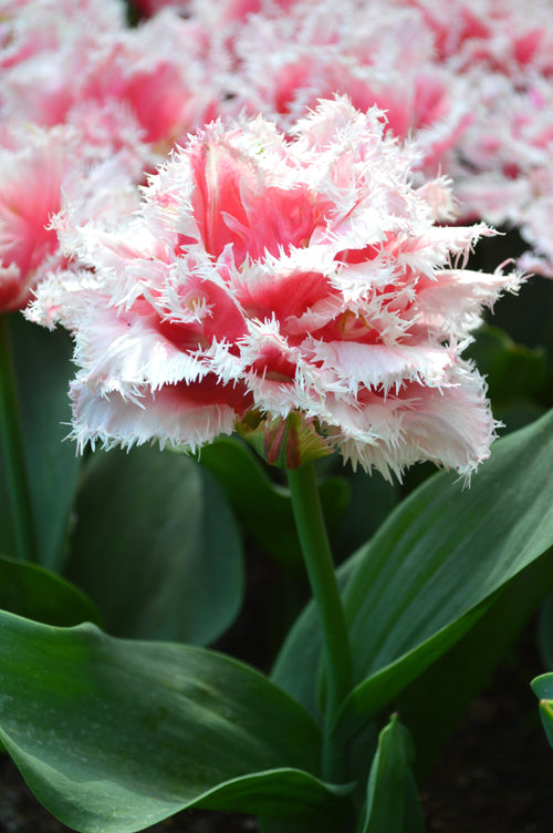 Tulpan Queensland Blomsterlökar från Holland