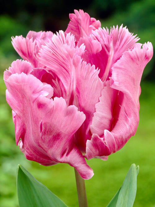 Tulpan Flamingo Queen - DutchGrown