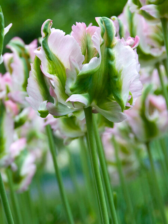 Köpa Tulpan Green Wave