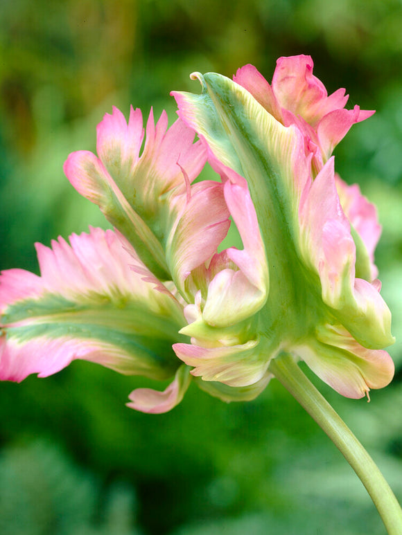 Köpa Tulpan Green Wave - DutchGrown