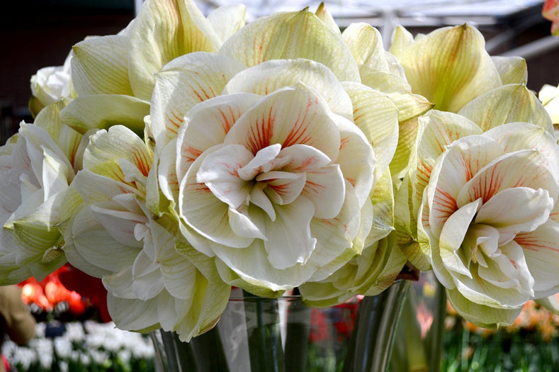 Hur man odlar jumboamaryllis