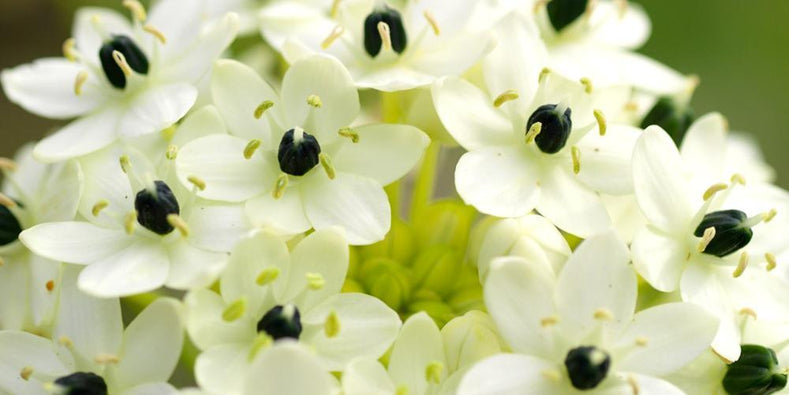 Vägledning för odling: Hur man odlar stjärnlökar (Ornithogalum)