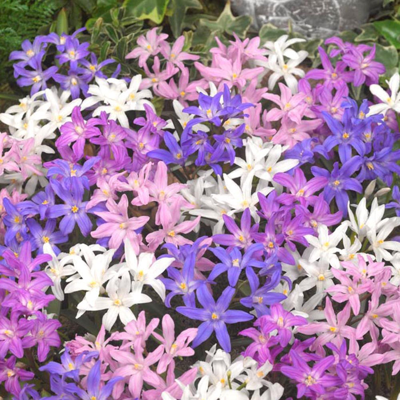 Vägledning för odling: Hur man odlar stor vårstjärna (Chionodoxa)
