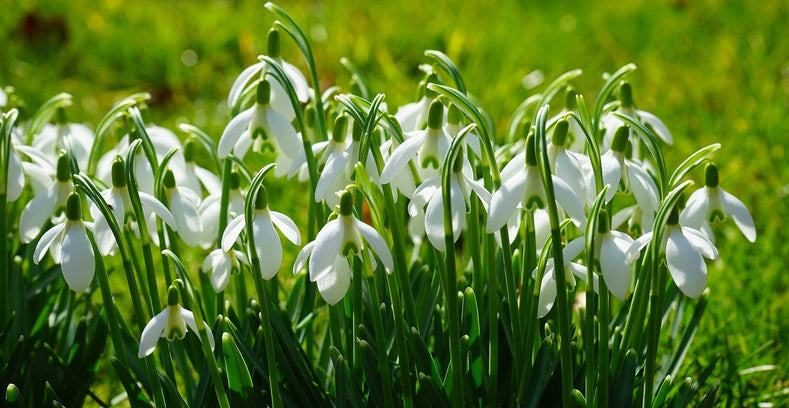 Vägledning för odling: Hur man odlar snödroppar (Galanthus)