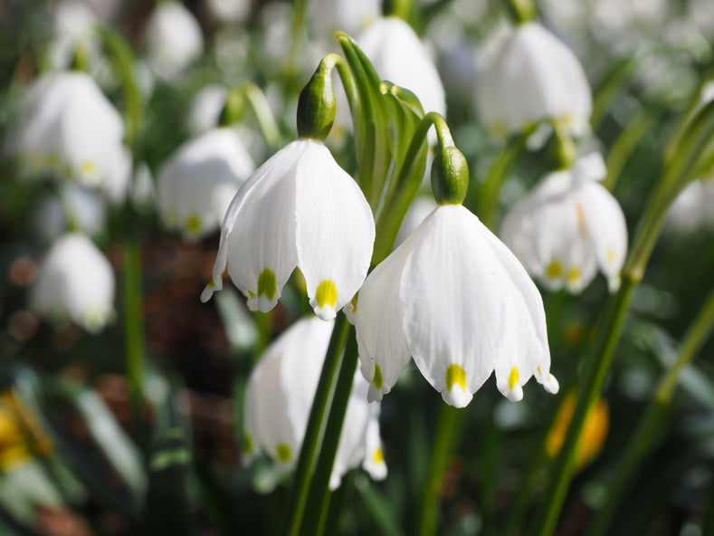 Vägledning för odling: Hur man odlar snöklockor (Leucojum Gravetye Giant)
