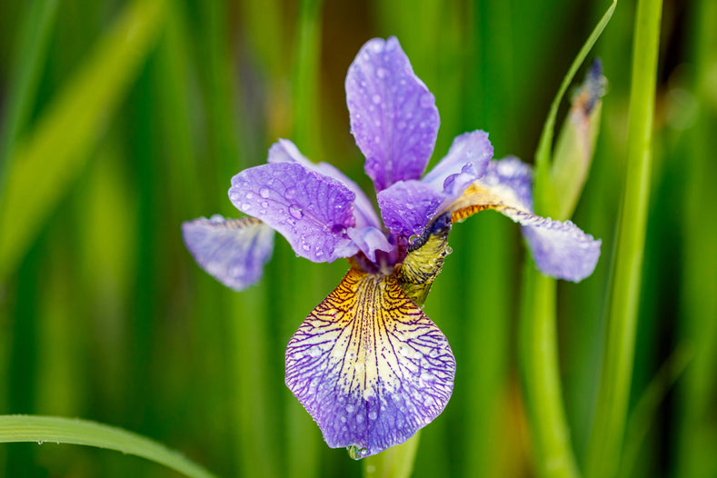 Odlingsguide: Hur man odlar Iris