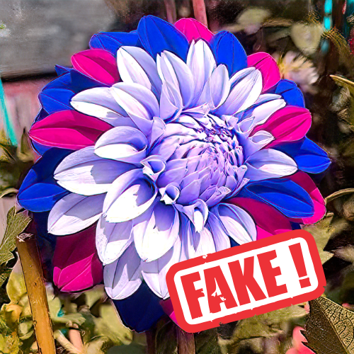 Hos DutchGrown ser du aldrig en blomma skapad av AI