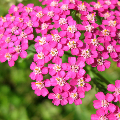 Achillea (Röllika) Achillea (Röllika)
