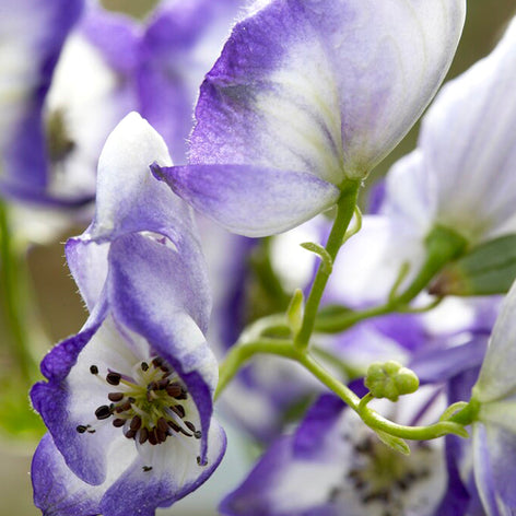 Aconitum (Stormhatt) Aconitum (Stormhatt)