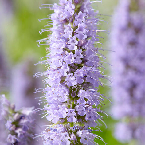 Agastache (Anisört) Agastache (Anisört)