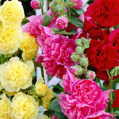 Alcea (Stockros) Alcea (Stockros)