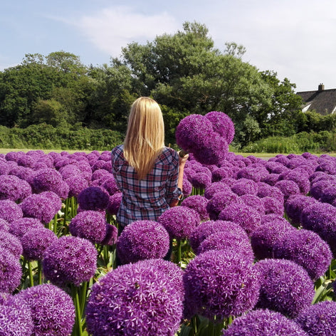 Allium prydnadslök - Köp alliumlökar