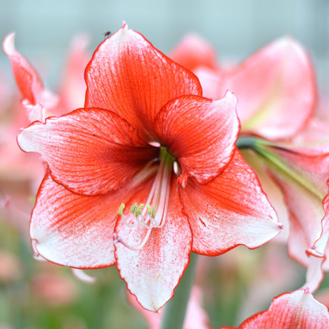 Amaryllis Amaryllis