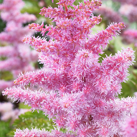 Astilbe (Fjäderastilbe) Astilbe